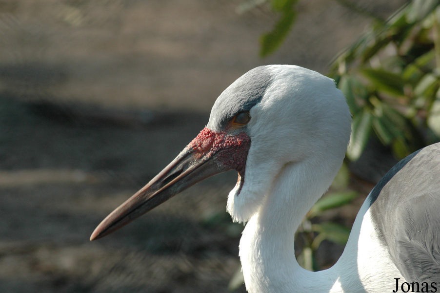 Bugeranus carunculatus