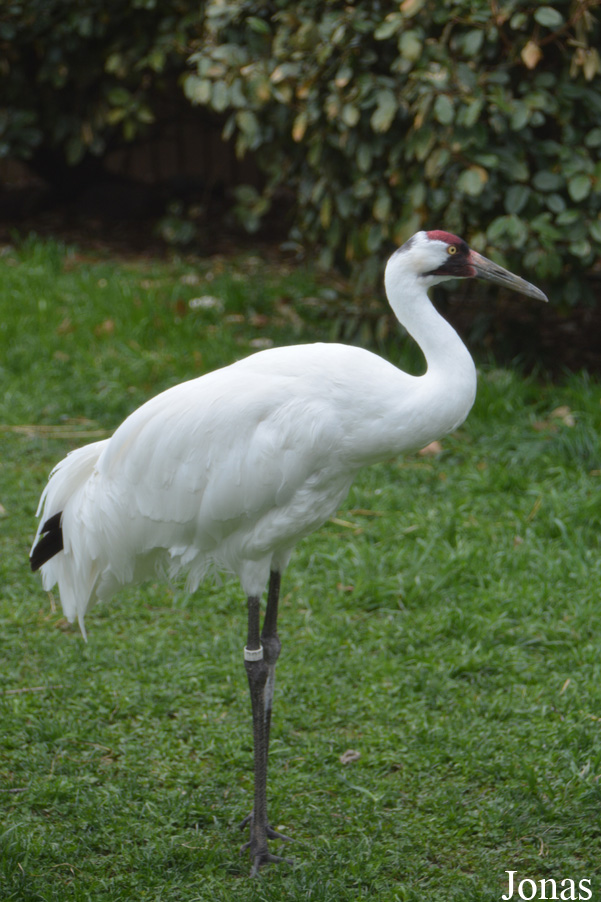 Grus americana