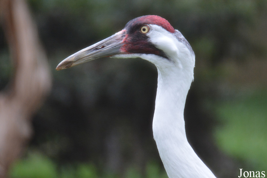 Grus americana