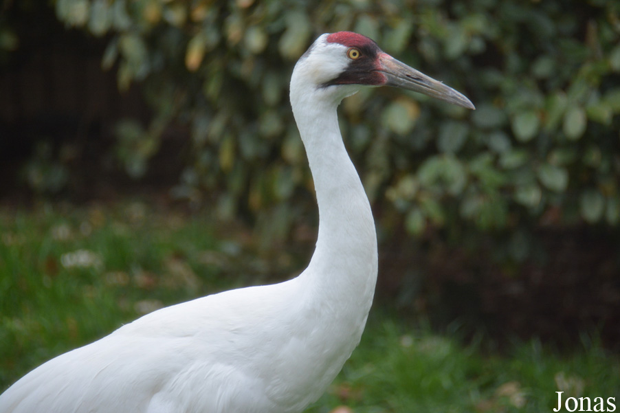 Grus americana