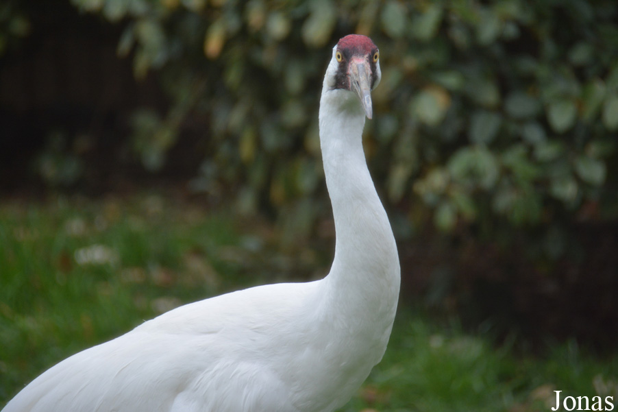 Grus americana