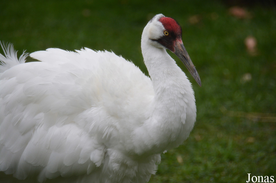 Grus americana
