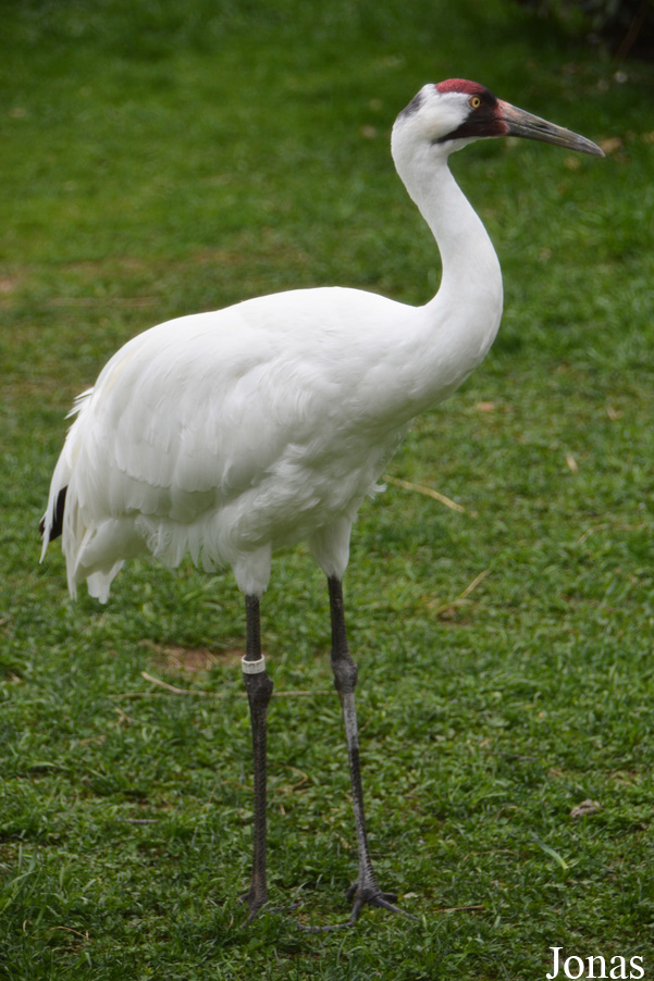 Grus americana