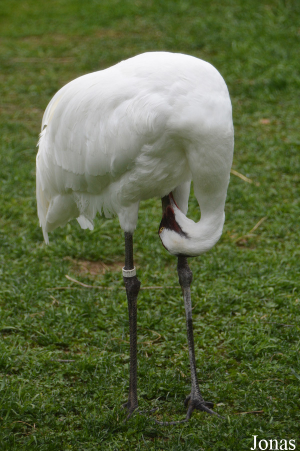 Grus americana
