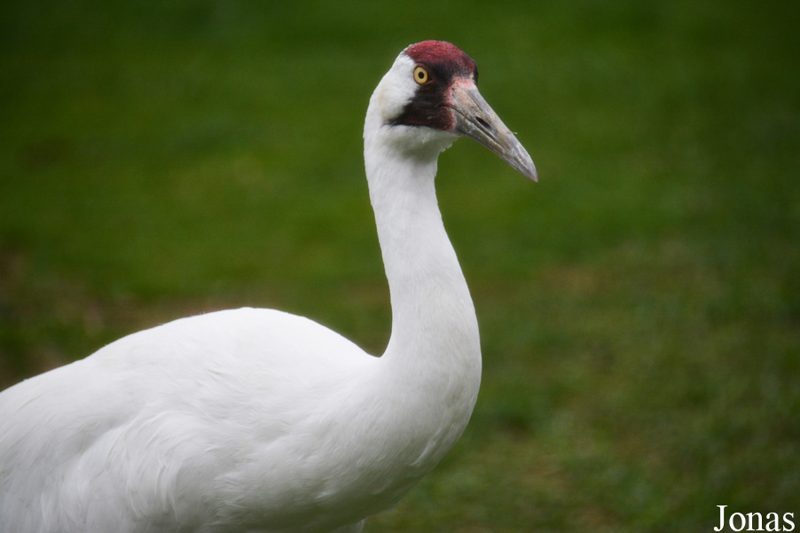 Grus americana