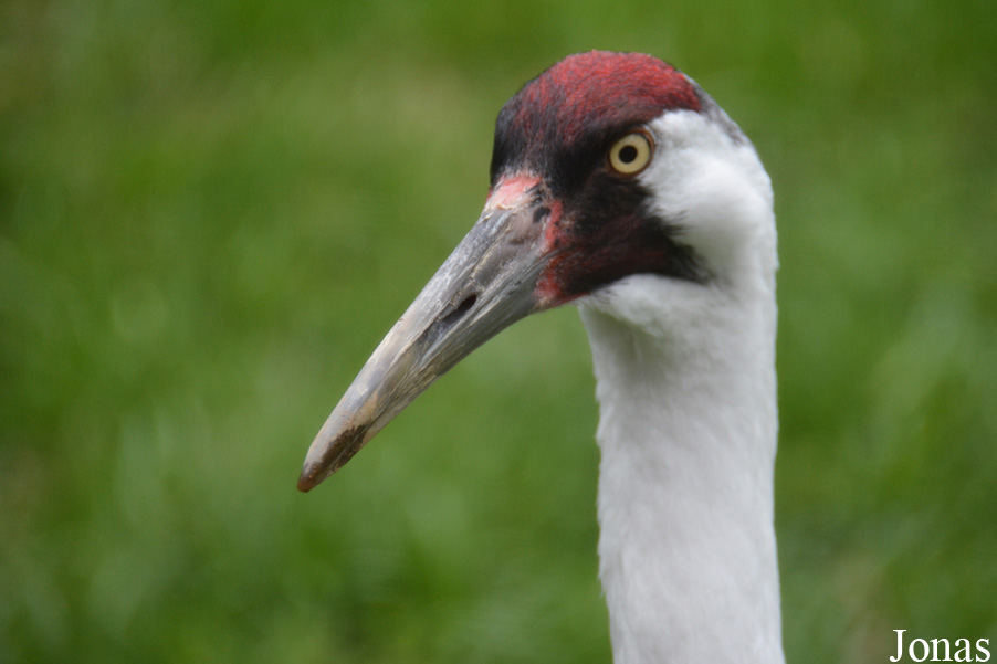 Grus americana