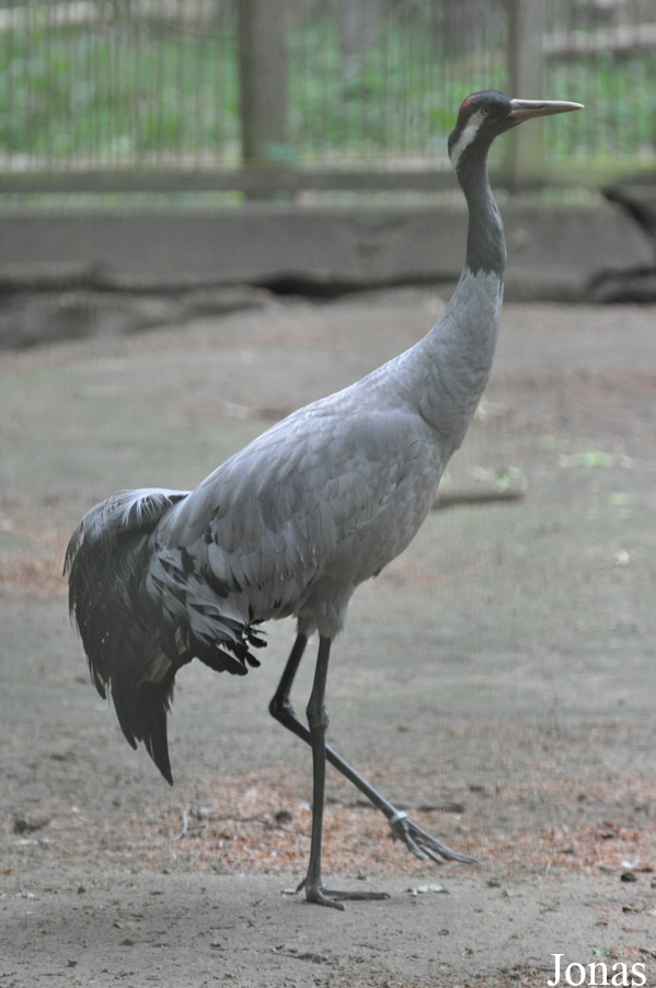 Grus grus