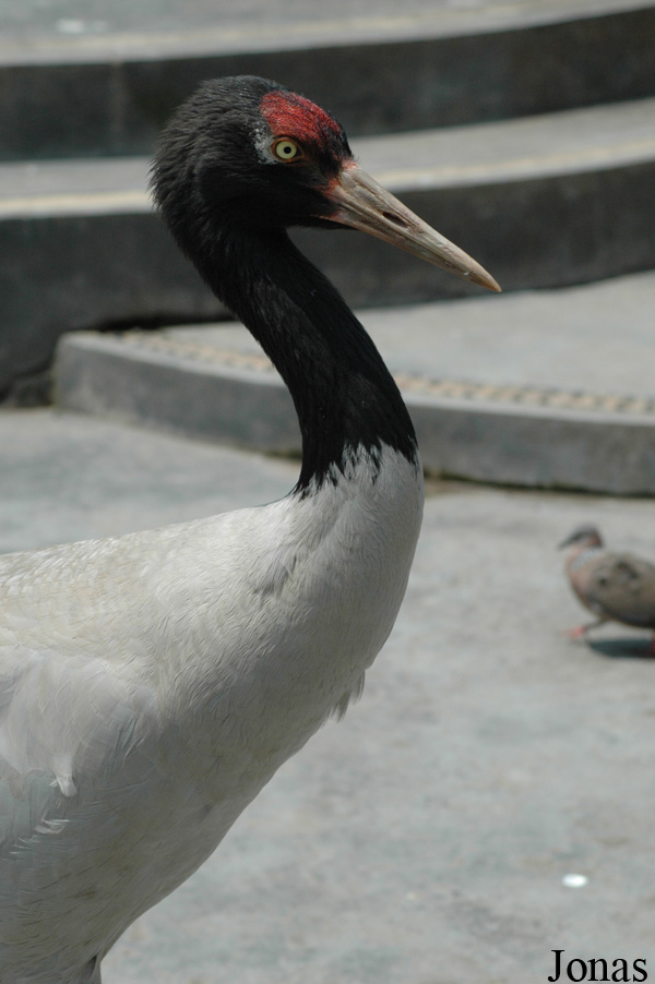 Grus nigricollis