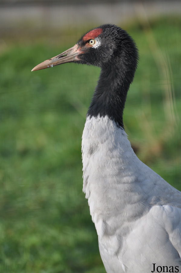 Grus nigricollis