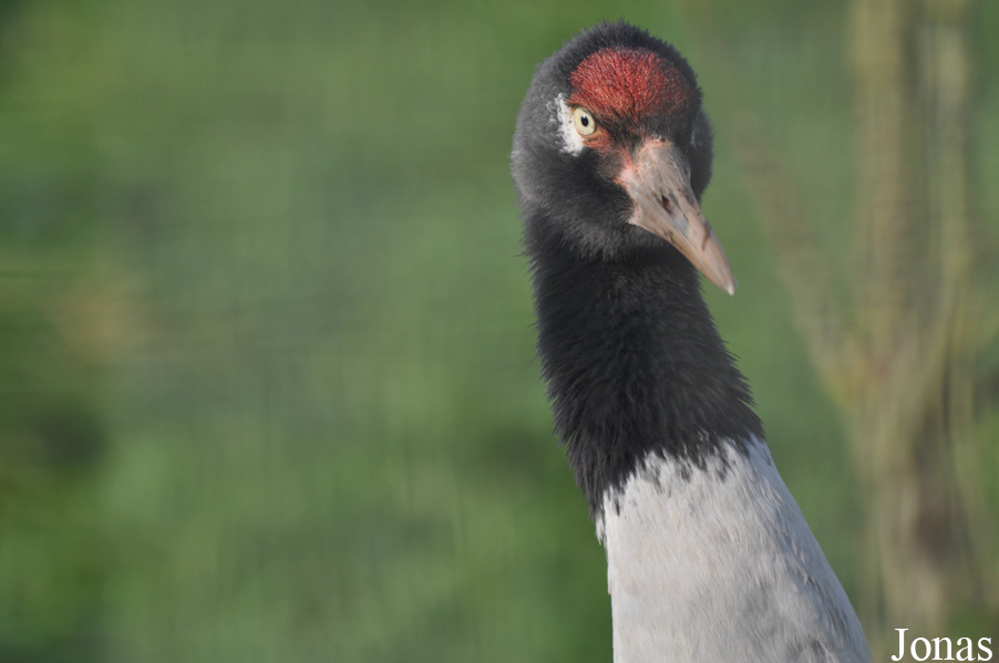 Grus nigricollis