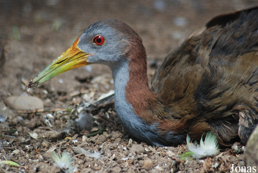 Aramides ypecaha