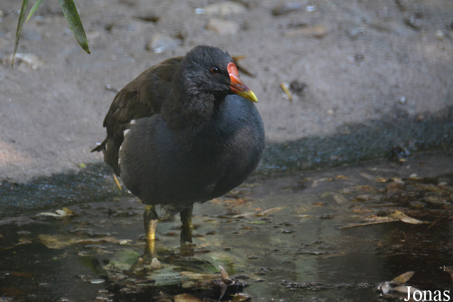Gallinula chloropus chloropus