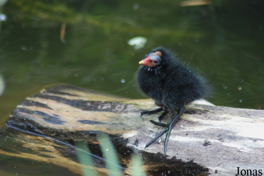 Gallinula chloropus chloropus