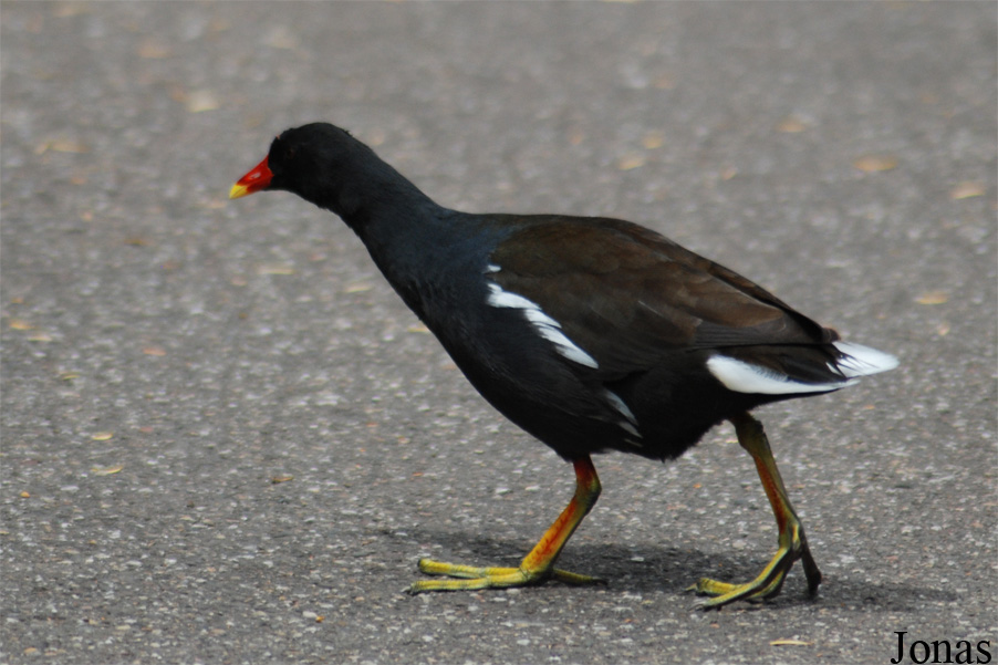 Gallinula chloropus chloropus