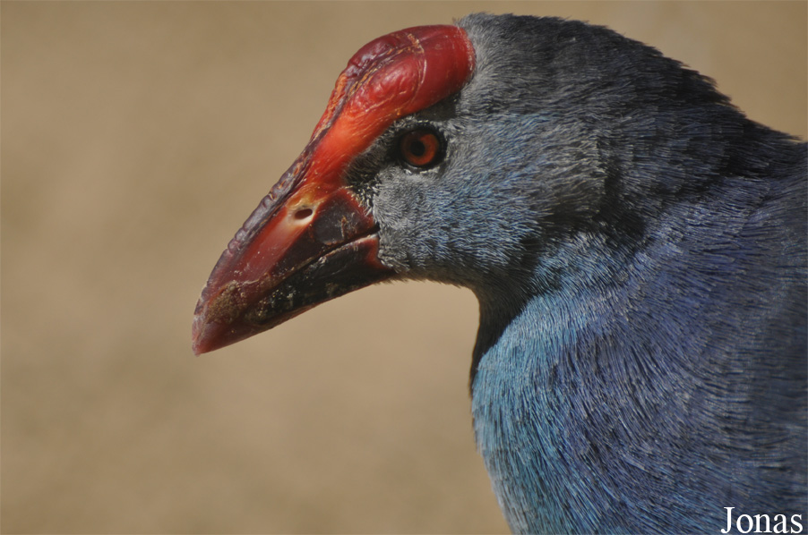 Porphyrio poliocephalus seistanicus
