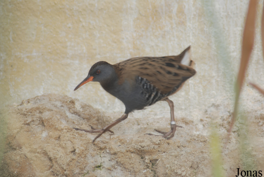 Rallus aquaticus