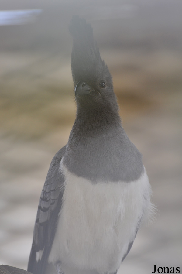 Corythaixoides leucogaster