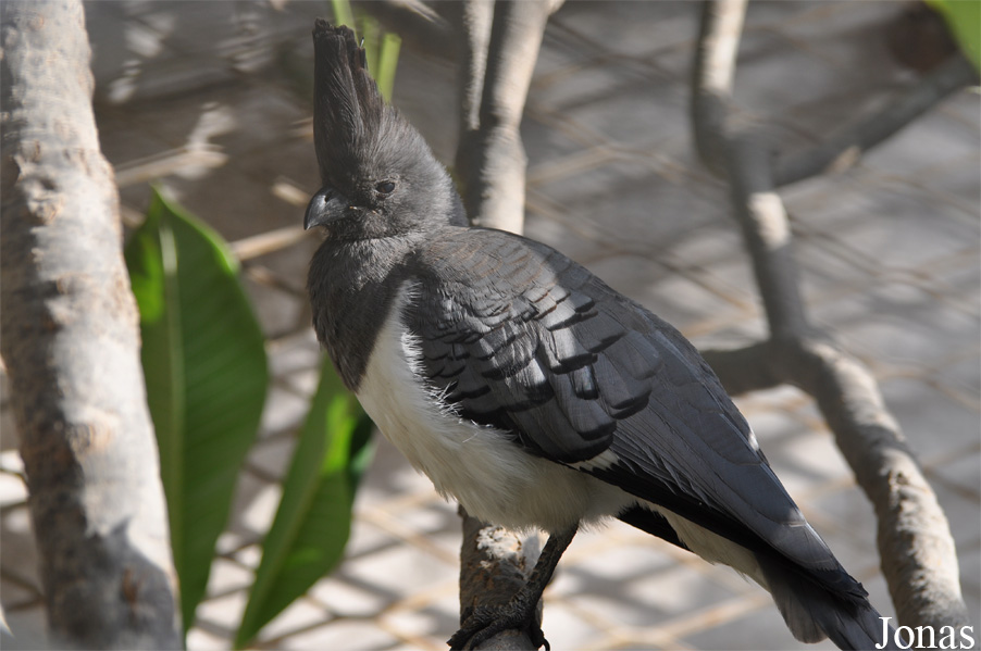 Corythaixoides leucogaster