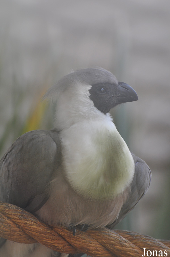 Corythaixoides personatus