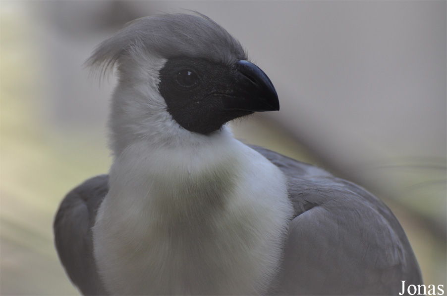 Corythaixoides personatus