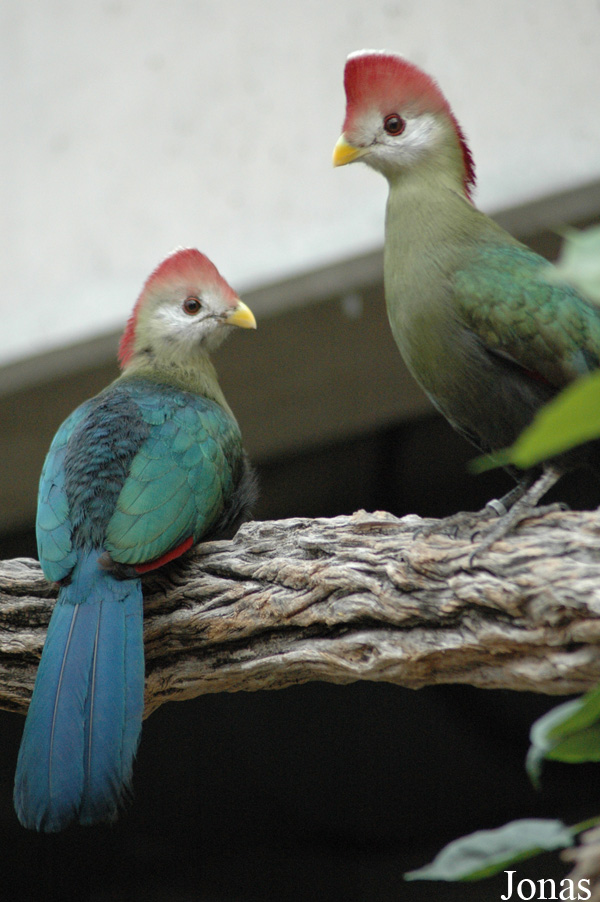 Tauraco erythrolophus