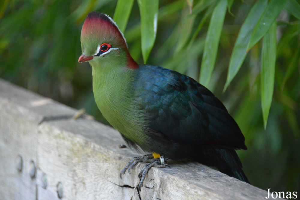 Tauraco fischeri