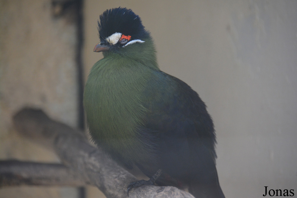 Tauraco hartlaubi