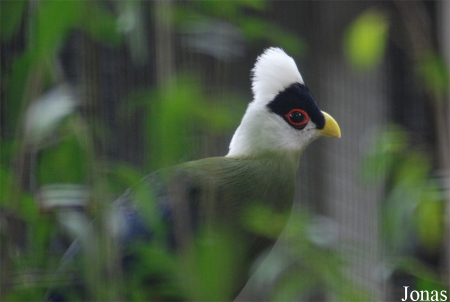 Tauraco leucolophus