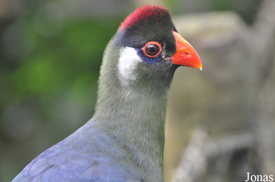Tauraco leucotis