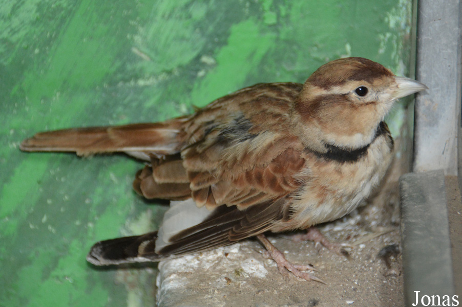 Melanocorypha mongolica