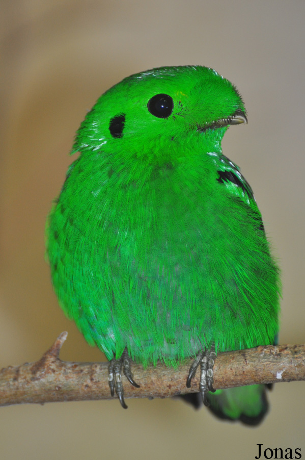 Calyptomena viridis