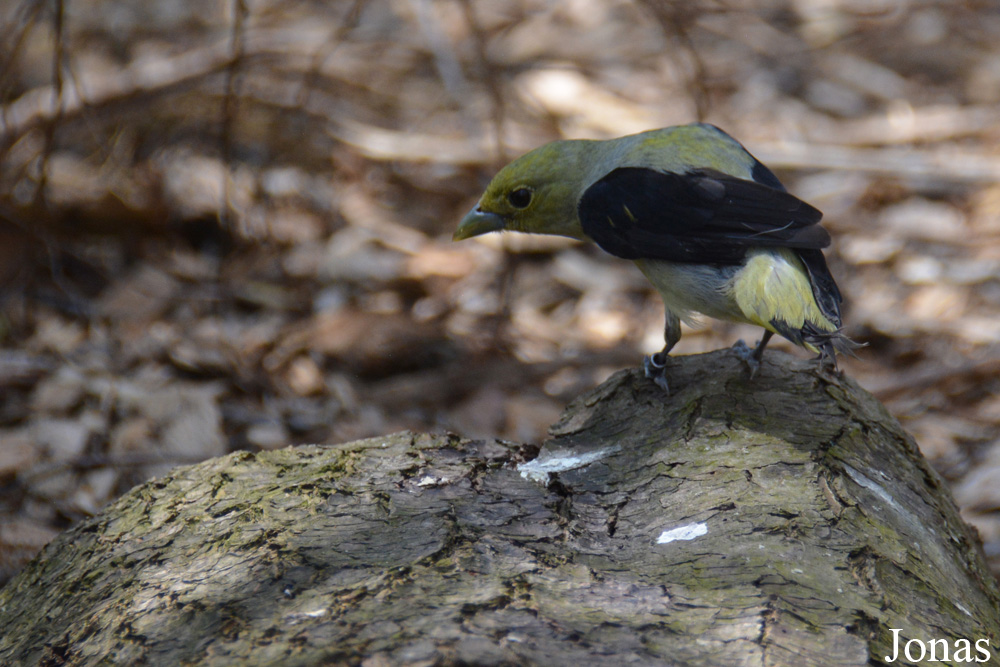 Piranga olivacea