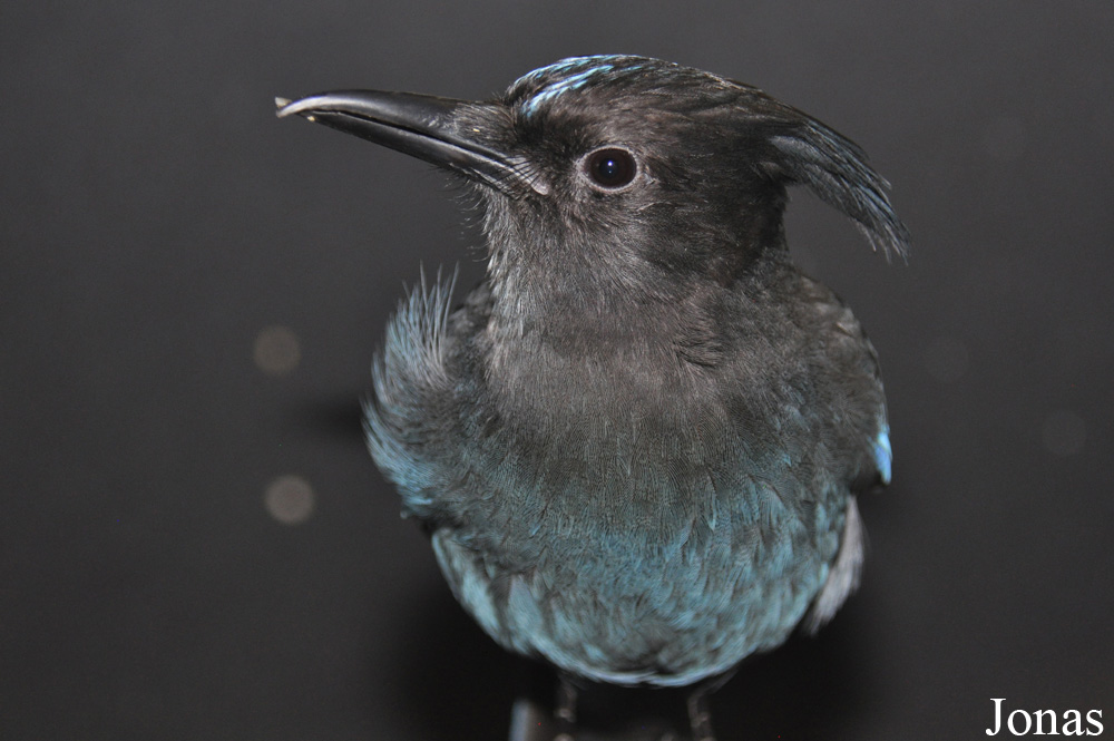 Cyanocitta stelleri
