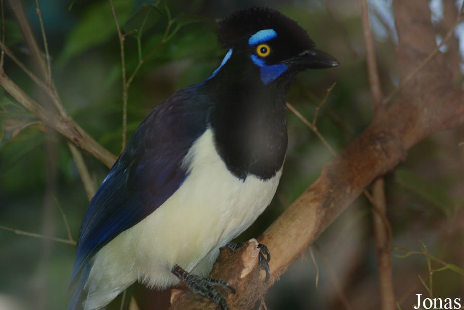 Cyanocorax chrysops
