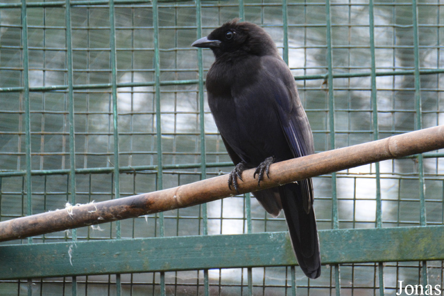 Cyanocorax cyanomelas