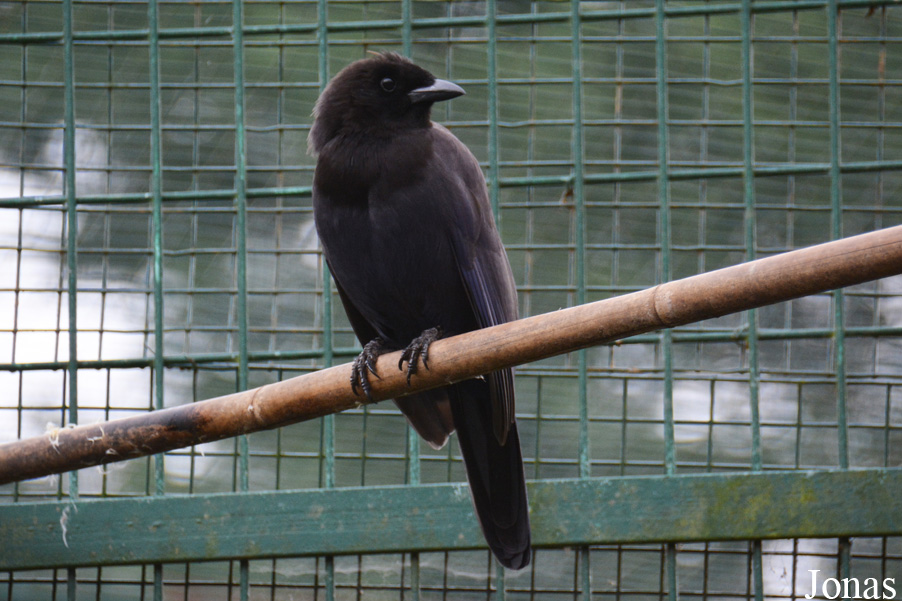 Cyanocorax cyanomelas