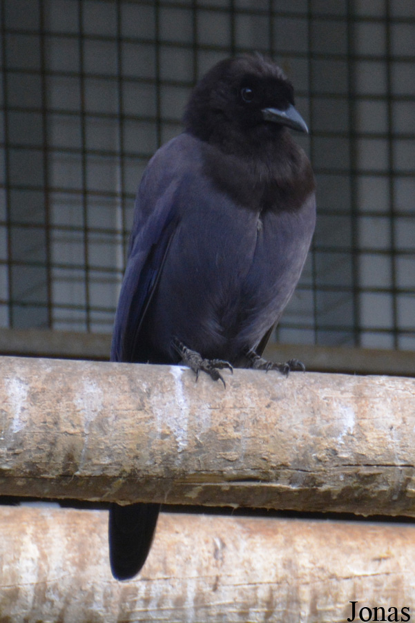 Cyanocorax cyanomelas