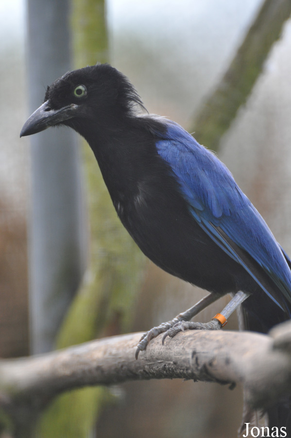 Cyanocorax sanblasianus