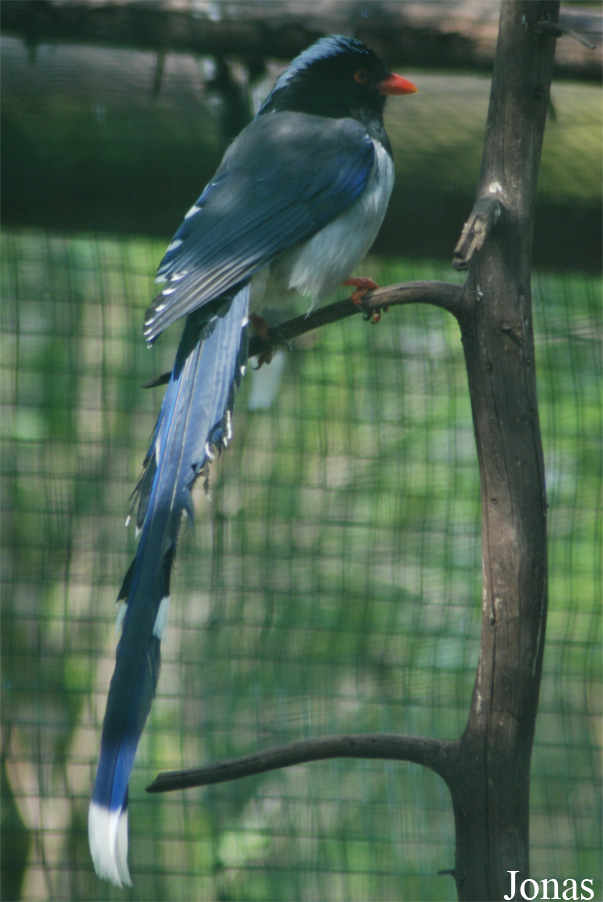 Urocissa erythroryncha