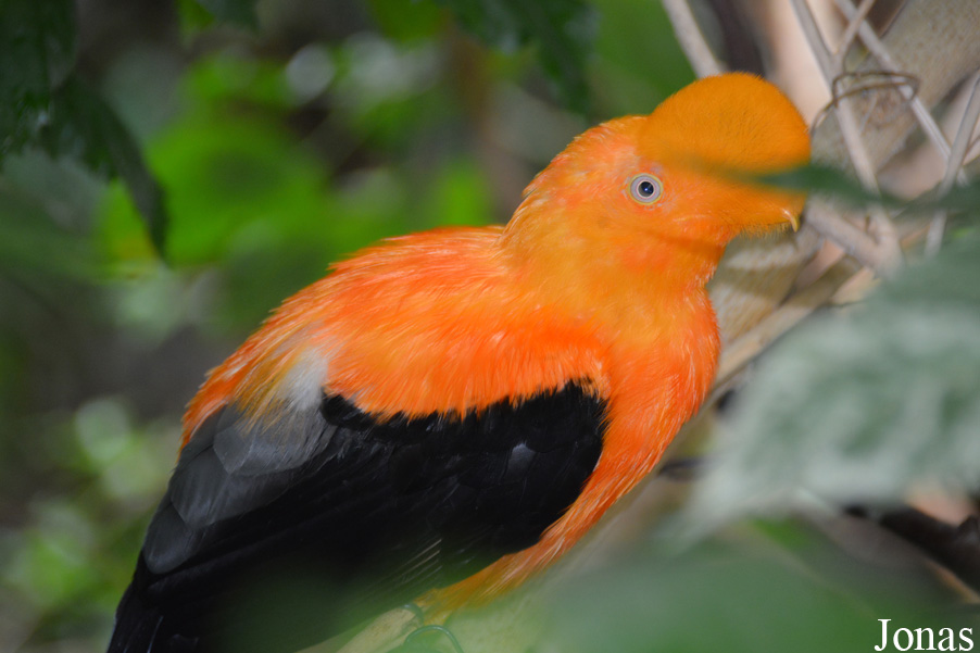 Rupicola peruvianus peruvianus