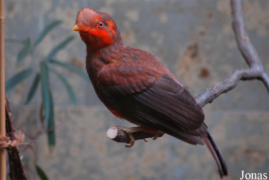 Rupicola peruvianus sanguinolentus