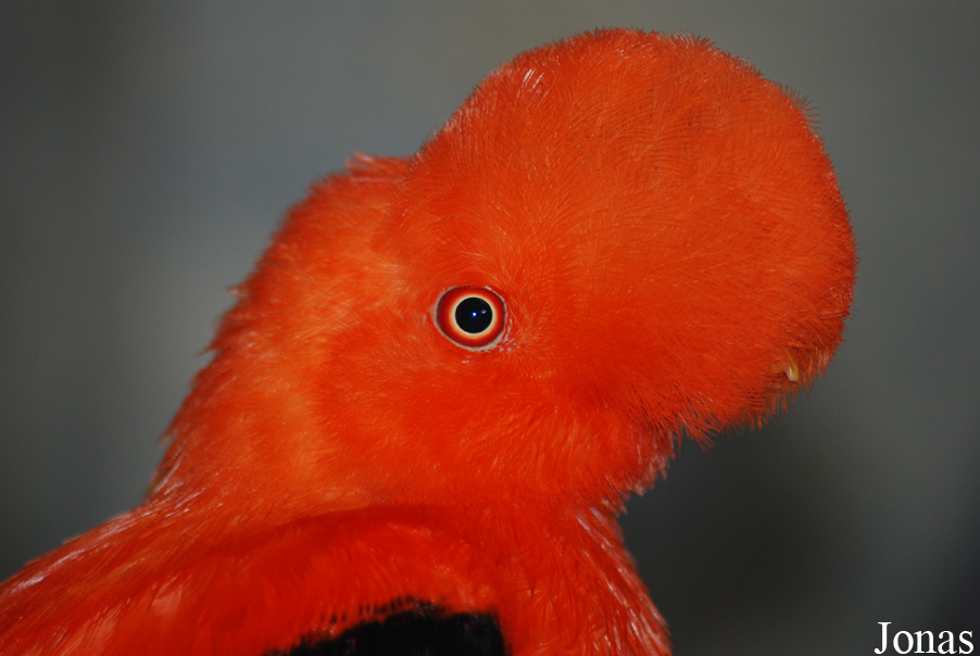 Rupicola peruvianus sanguinolentus