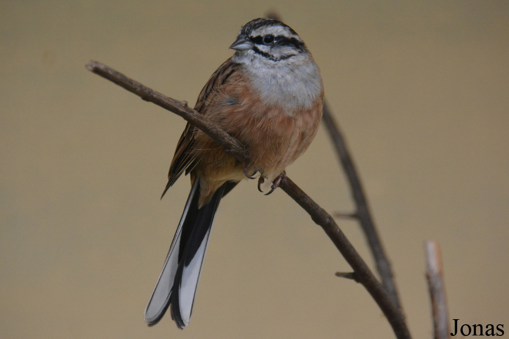 Emberiza cia