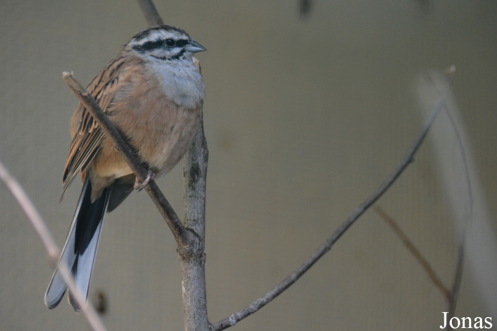 Emberiza cia