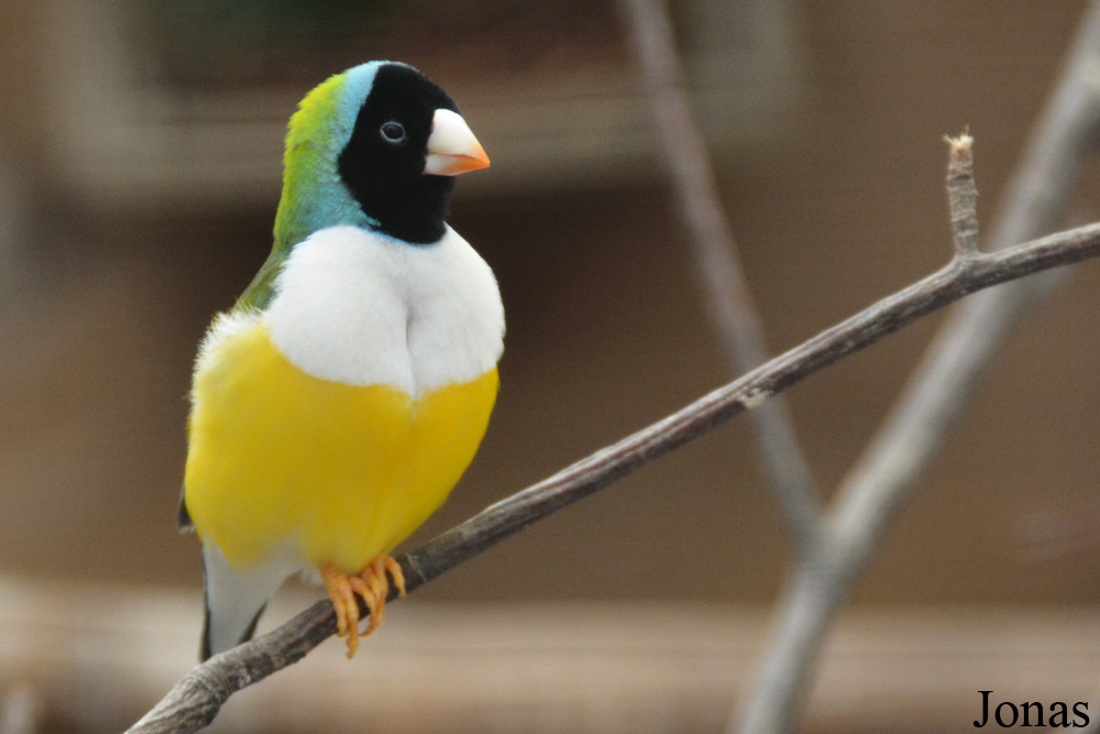 Chloebia gouldiae