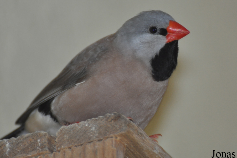 Poephila acuticauda