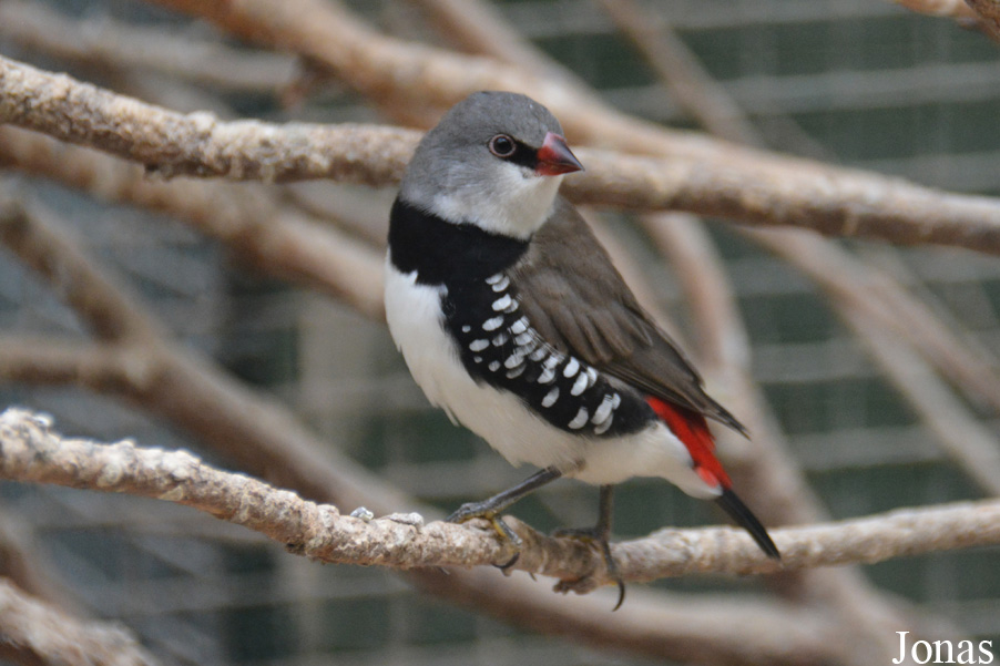 Stagonopleura guttata