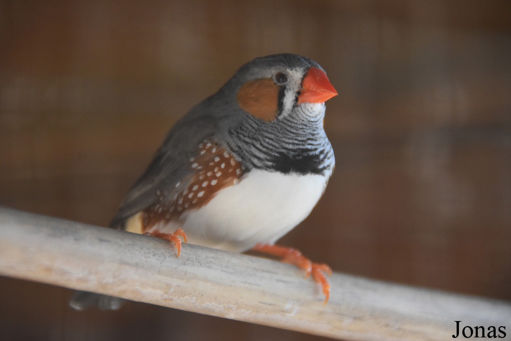 Taeniopygia castanotis