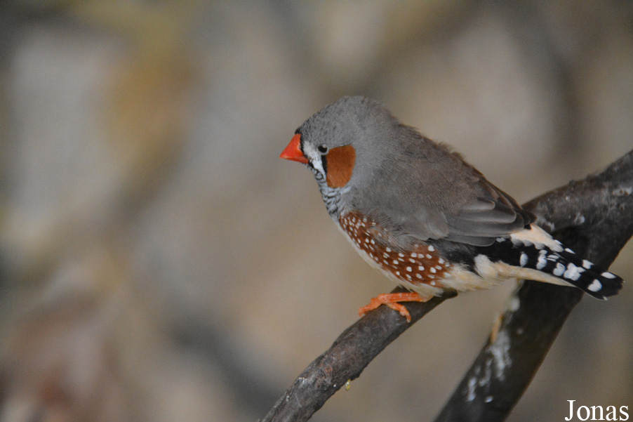 Taeniopygia guttata