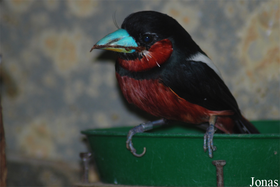 Cymbirhynchus macrorhynchos